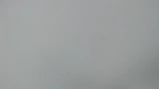 Snapshot of eladyrous98 chatting on December 17, 2025, 2:01 pm eladyrous98 online show from December 17, 2025, 2:01 pm