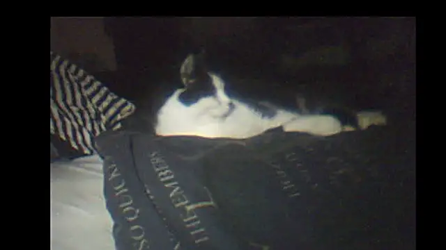 Snapshot of pietje1991 chatting on January 8, 2026, 9:17 pm pietje1991 online show from January 8, 2026, 9:17 pm