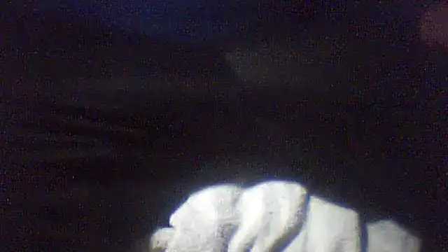 Snapshot of pietje1991 chatting on February 10, 2026, 1:10 am pietje1991 online show from February 10, 2026, 1:10 am