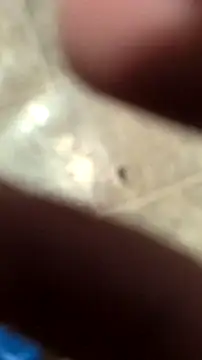 DecimalPoint222InchCock online show from November 10, 2025, 11:15 pm