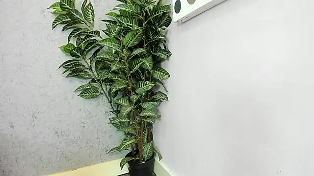 scarlett646 online show from February 26, 2026, 3:05 am