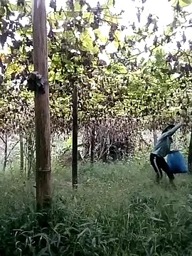 Snapshot of ngan-cute chatting on October 22, 2025, 11:15 pm ngan-cute online show from October 22, 2025, 11:15 pm