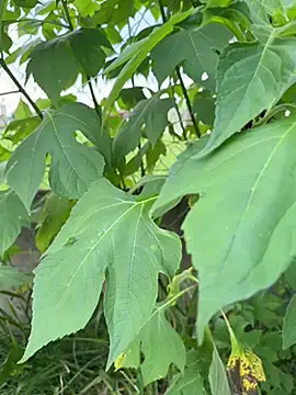 magraocam online show from April 9, 2026, 4:56 pm