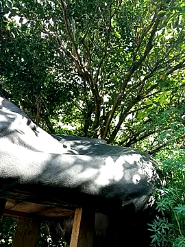 AlphaAlterX online show from December 16, 2025, 7:52 pm