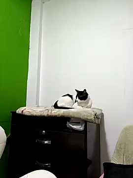 Snapshot of kate_rosse02 chatting on February 11, 2026, 8:41 am kate rosse02 online show from February 11, 2026, 8:41 am