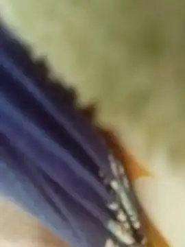 desi boudi87 online show from January 9, 2026, 9:34 am