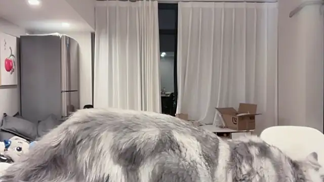 Snapshot of ZhaoZhao-ZM chatting on October 11, 2025, 2:15 pm ZhaoZhao-ZM online show from October 11, 2025, 2:15 pm