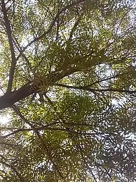 Snapshot of ipvk chatting on April 8, 2026, 4:23 am ipvk online show from April 8, 2026, 4:23 am