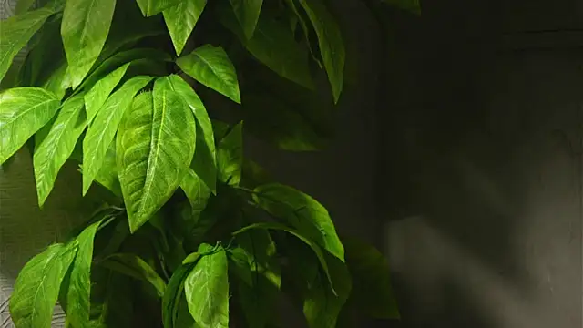 WaiMarxen online show from September 19, 2025, 11:22 am