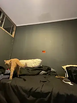 Ignvcivv online show from December 4, 2025, 3:38 am