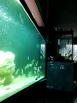 kata 77 online show from October 4, 2025, 3:48 am