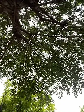 yiyi930316 online show from November 2, 2025, 1:52 am