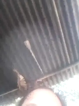 jacka 305 online show from January 11, 2026, 6:51 am