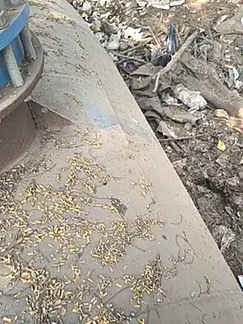 Playboy pune  online show from November 26, 2025, 9:10 am