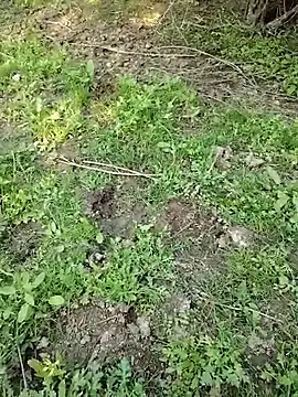 Snapshot of 88zaifkhan88 chatting on March 2, 2026, 11:06 am 88zaifkhan88 online show from March 2, 2026, 11:06 am