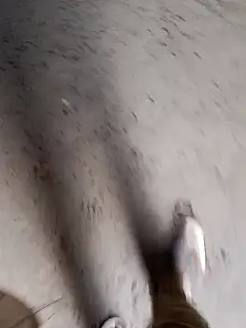 Nick universal online show from February 28, 2026, 1:06 am