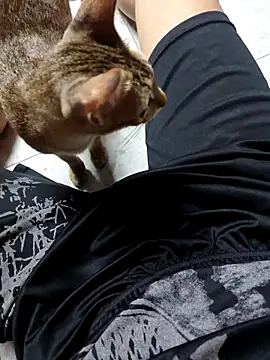 Ca ca26 online show from February 4, 2026, 2:45 pm