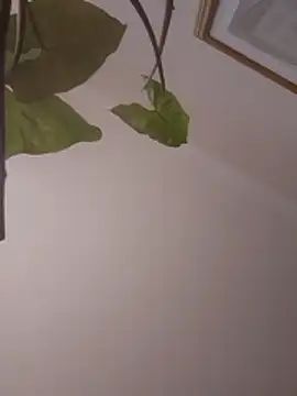 NickoHetero online show from January 13, 2026, 2:11 pm