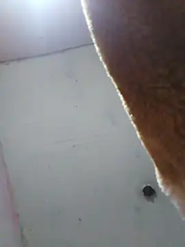 cobrosdepagos online show from April 16, 2026, 8:04 am