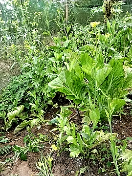 ngocbao11 online show from February 26, 2026, 1:04 am