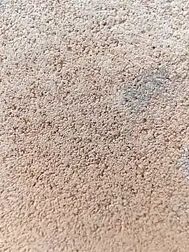 darwinmodell online show from April 24, 2026, 1:24 pm