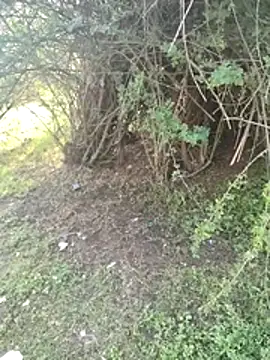 Snapshot of junedkhan99 chatting on April 3, 2026, 3:04 am junedkhan99 online show from April 3, 2026, 3:04 am