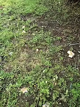 Snapshot of junedkhan99 chatting on April 4, 2026, 5:27 am junedkhan99 online show from April 4, 2026, 5:27 am