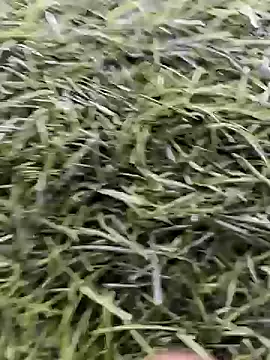 Snapshot of X-boy-11 chatting on April 16, 2026, 8:59 am X-boy-11 online show from April 16, 2026, 8:59 am