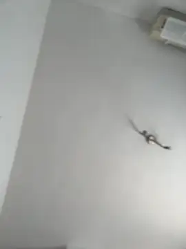 Snapshot of itsCassie chatting on October 13, 2025, 1:00 pm itsCassie online show from October 13, 2025, 1:00 pm