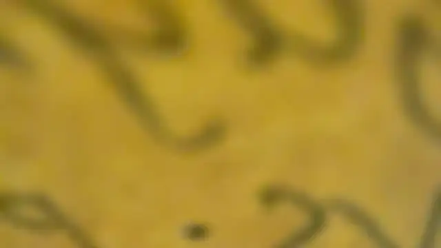 fmodel online show from January 3, 2025, 3:44 pm