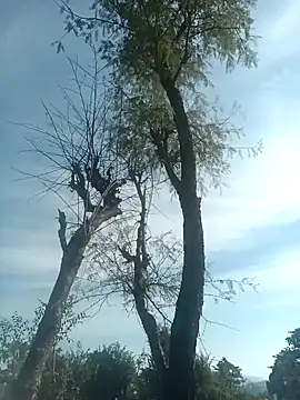 Snapshot of SunnyleoneBG chatting on December 15, 2024, 7:46 am SunnyleoneBG online show from December 15, 2024, 7:46 am