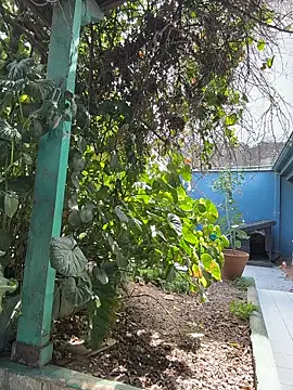 sofy alone online show from March 20, 2026, 5:18 pm