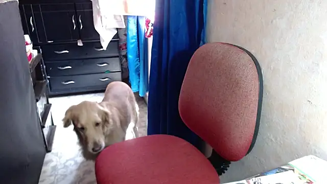 Snapshot of Barbiegomez chatting on October 14, 2025, 4:41 pm Barbiegomez online show from October 14, 2025, 4:41 pm