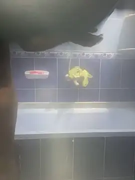 Snapshot of Arabien_Pharaoh- chatting on February 12, 2025, 3:18 am Arabien Pharaoh- online show from February 12, 2025, 3:18 am