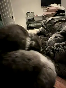 Furdale online show from November 24, 2025, 4:40 pm