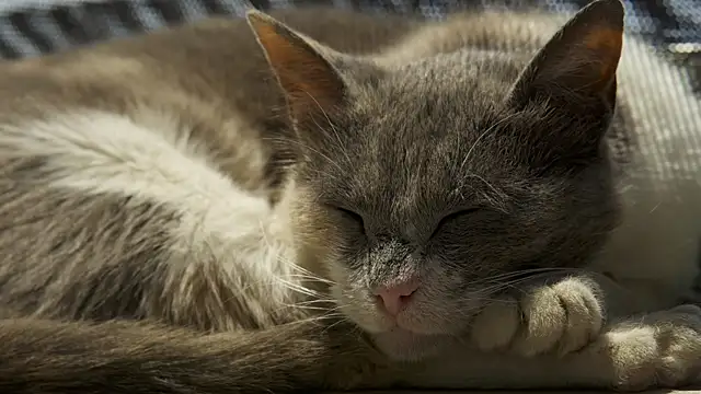 tattooed test online show from January 31, 2025, 9:48 am