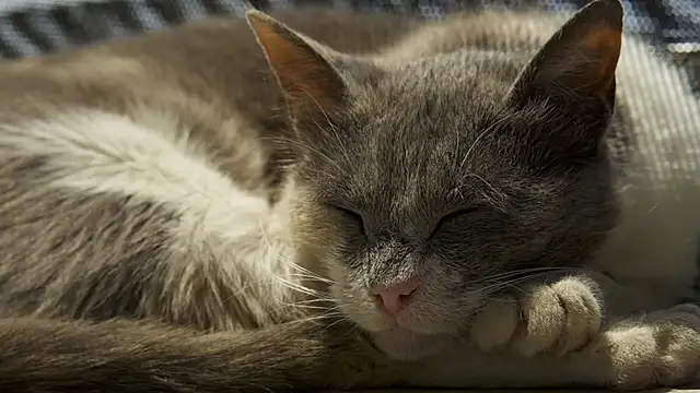 tattooed test online show from March 17, 2025, 9:12 am