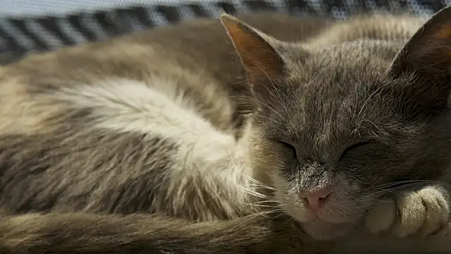 tattooed test online show from September 10, 2025, 2:17 pm