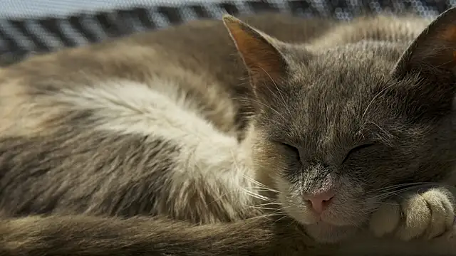 tattooed test online show from February 24, 2026, 9:18 am