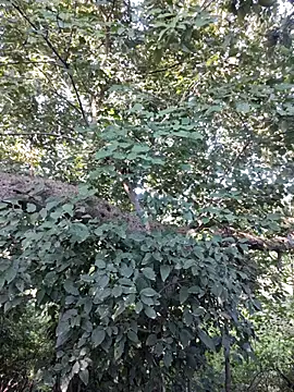 Rinku5553 online show from October 12, 2025, 3:05 am