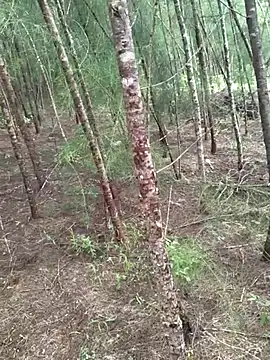 Snapshot of Gopal1243 chatting on October 19, 2025, 4:46 am Gopal1243 online show from October 19, 2025, 4:46 am