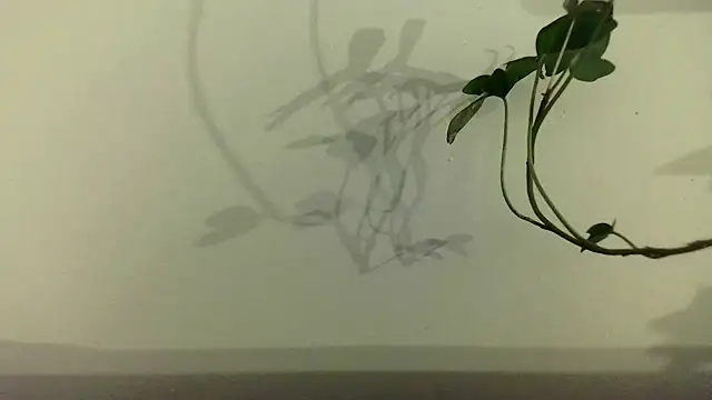 fdd13 online show from February 18, 2025, 6:37 pm