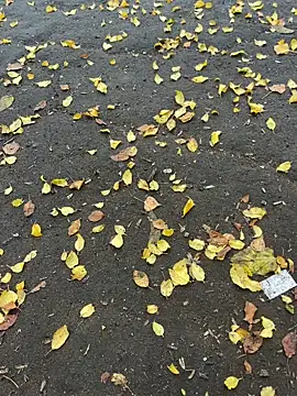 Snapshot of mihaixxx1 chatting on November 9, 2025, 11:08 am mihaixxx1 online show from November 9, 2025, 11:08 am